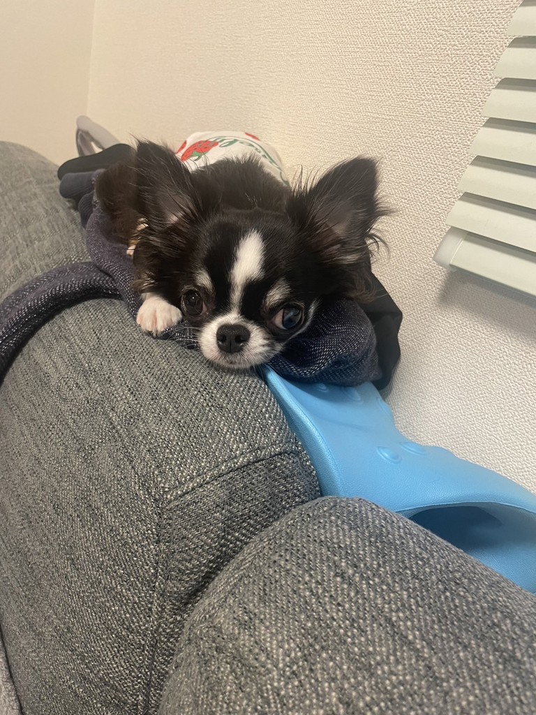 やこ