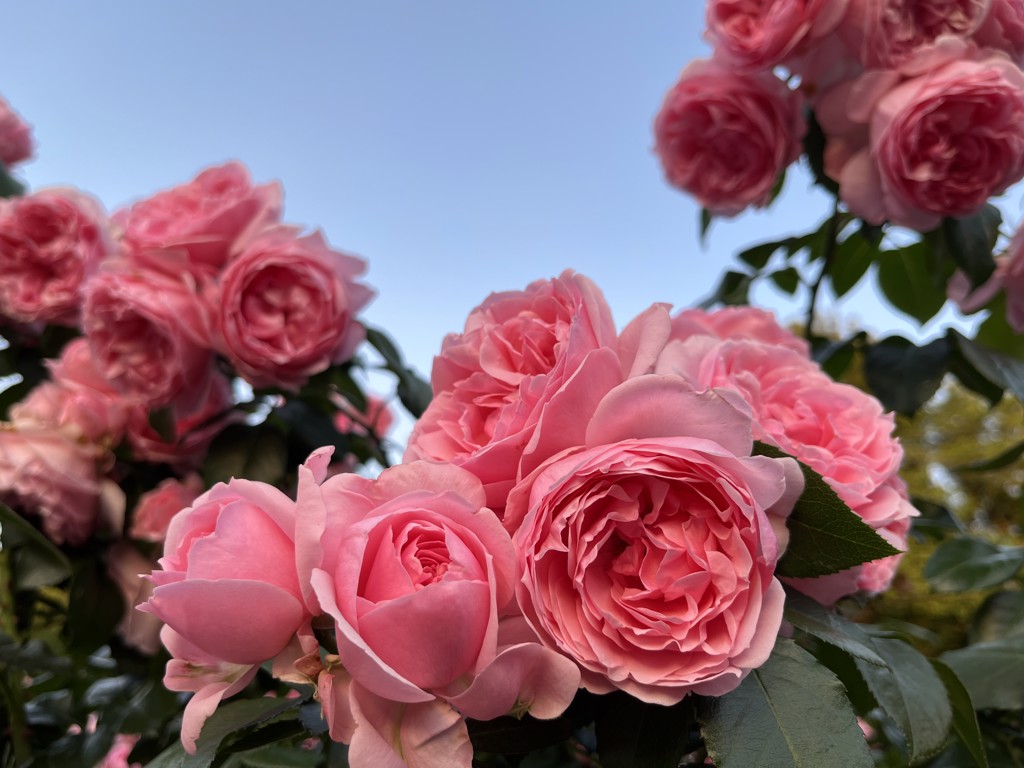 紫陽花