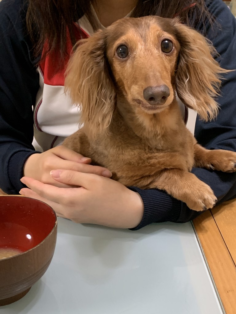 アモル
