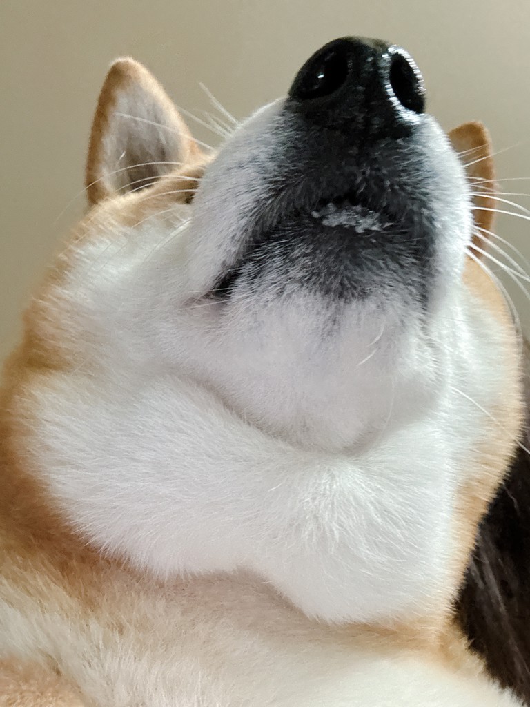 みんみん
