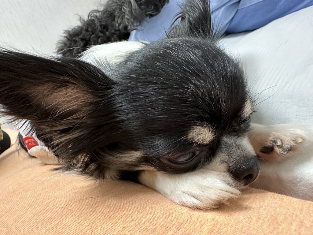 ルルドちゃん