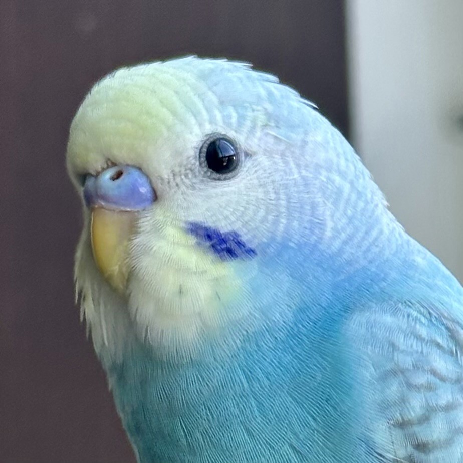 まこちゃん