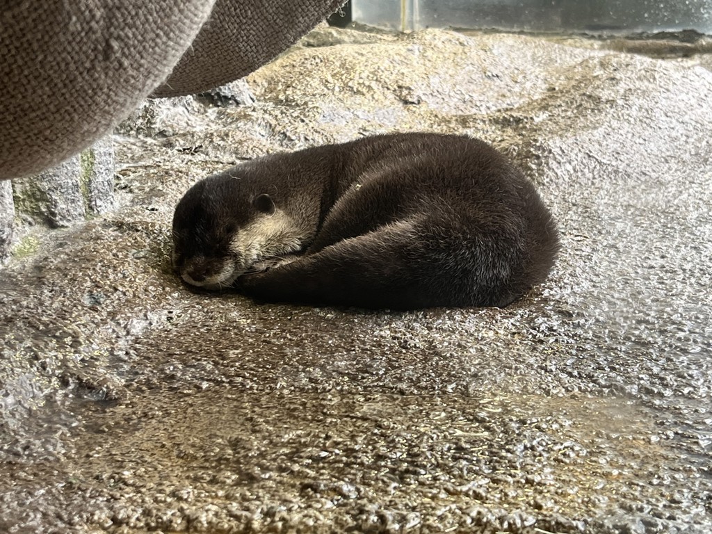 めげ
