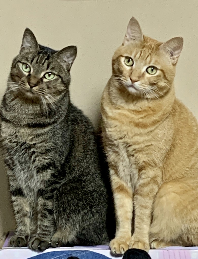 2匹の猫と子どもたち