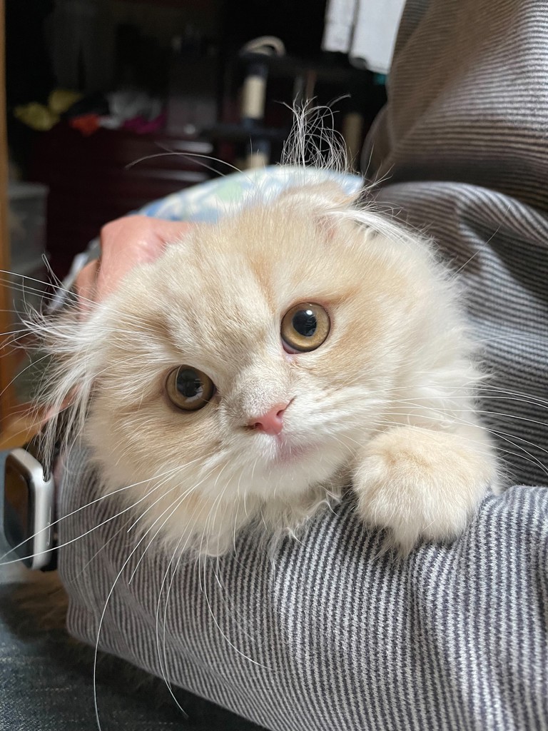 きよ