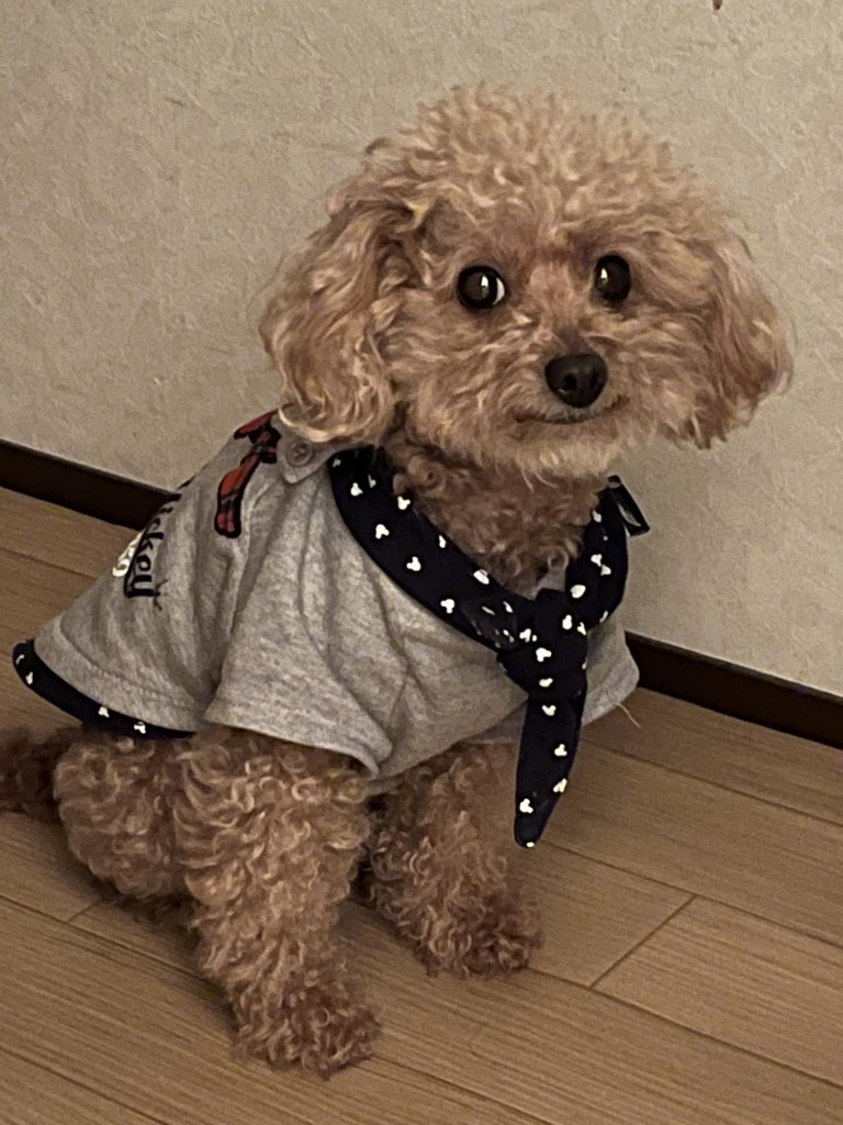 どれみ♪