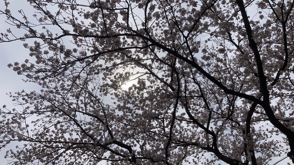 まろたん