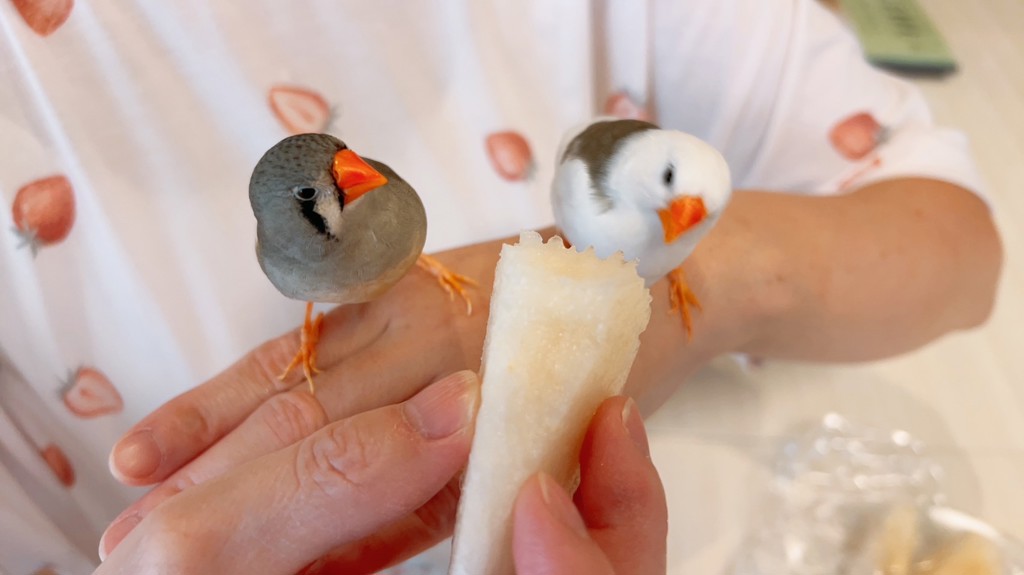 ともちゃん