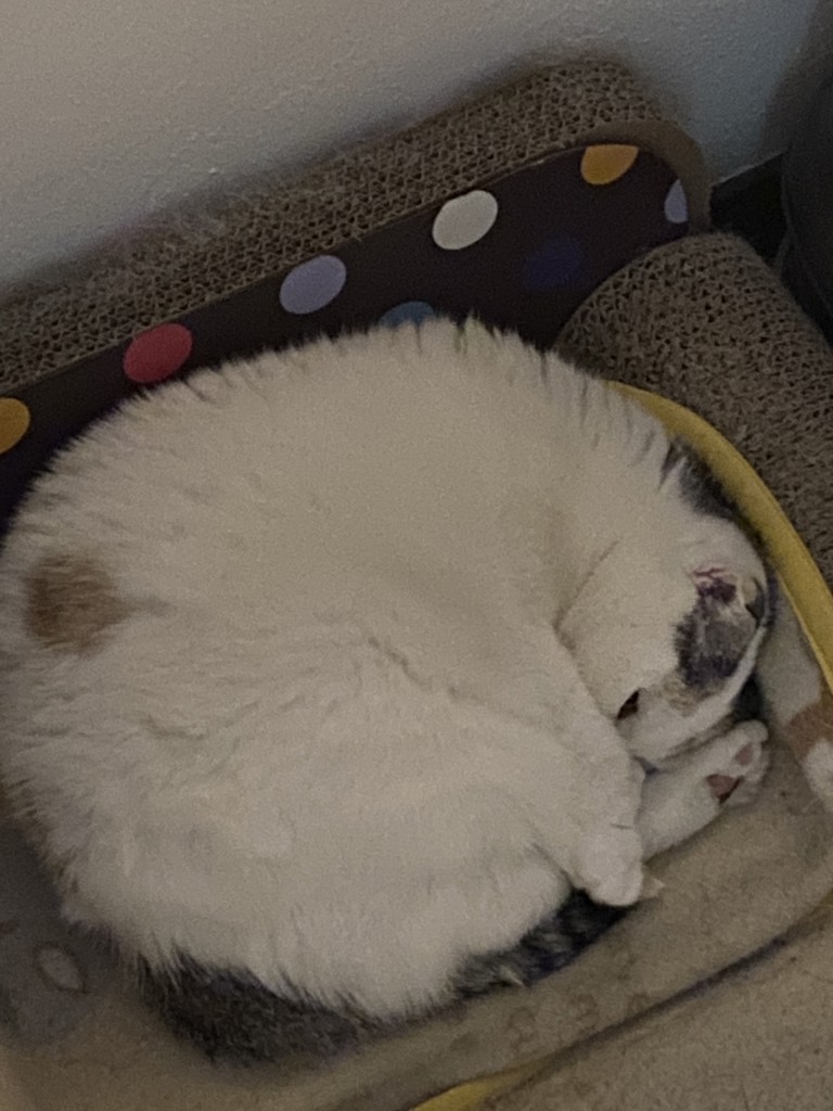 のんたん