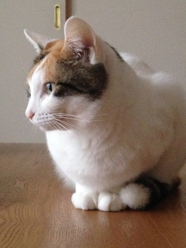ぴよ