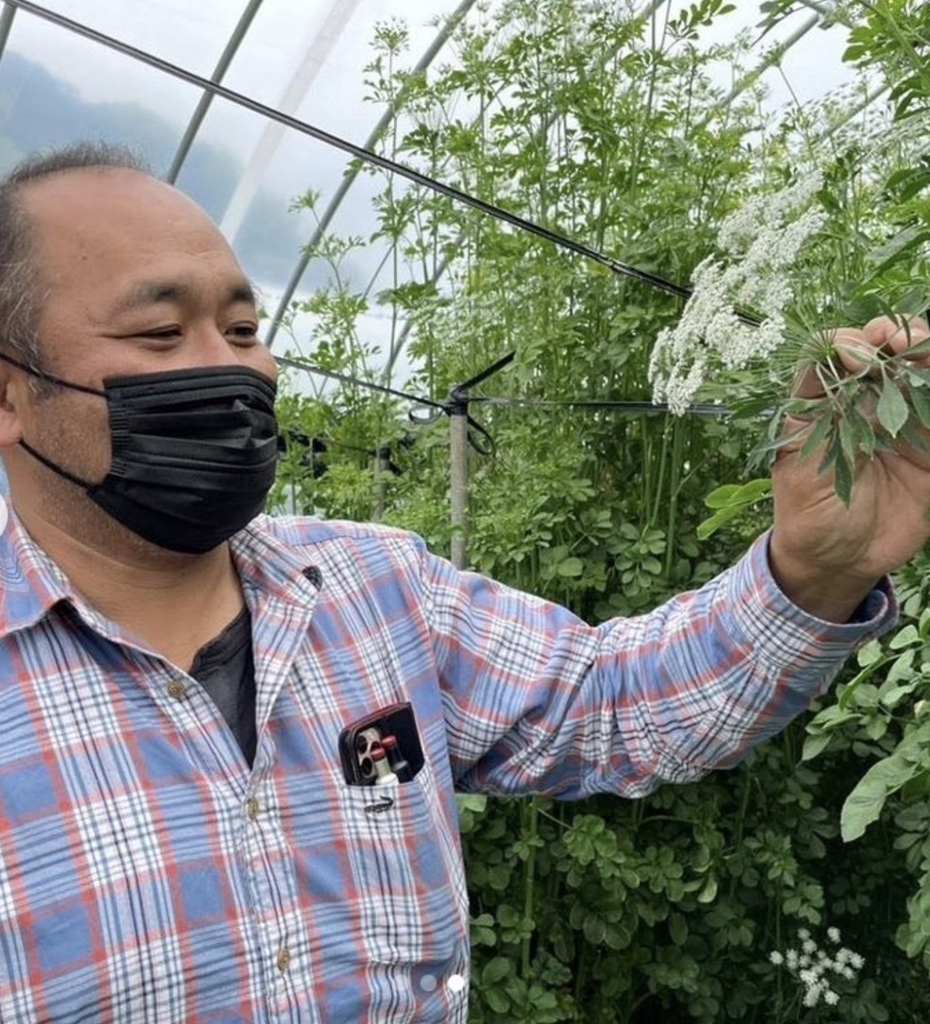 生花】レースフラワー ホワイトレース【白/45cm/千葉県