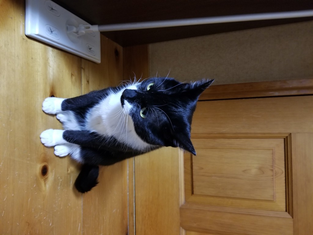 ナモミ