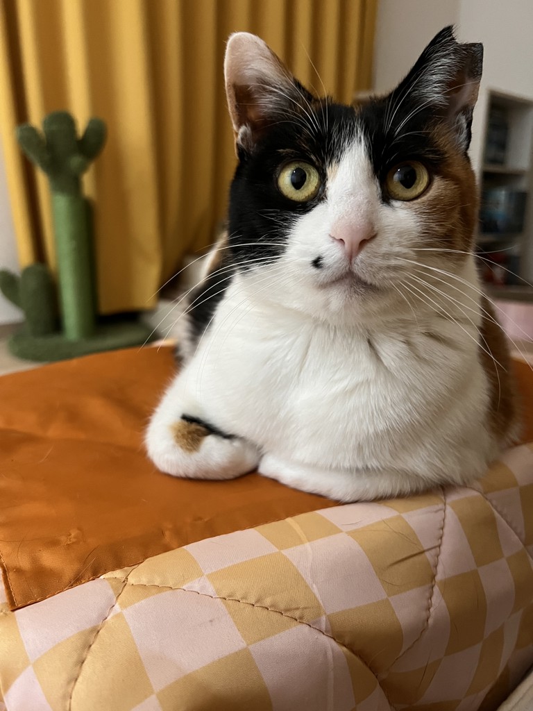 nonnon