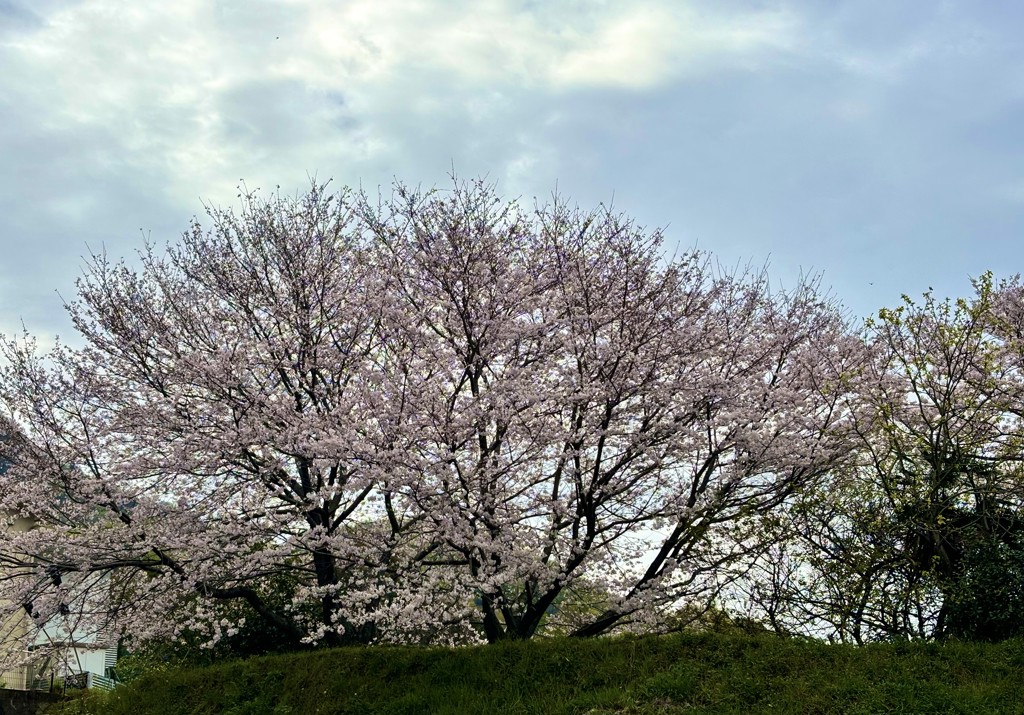 陽子
