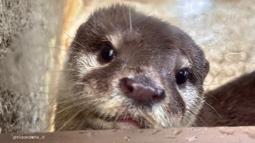 カワウソ