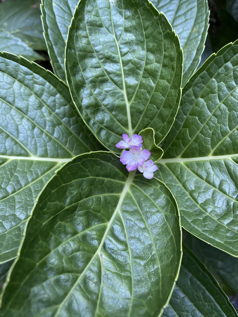 Tara