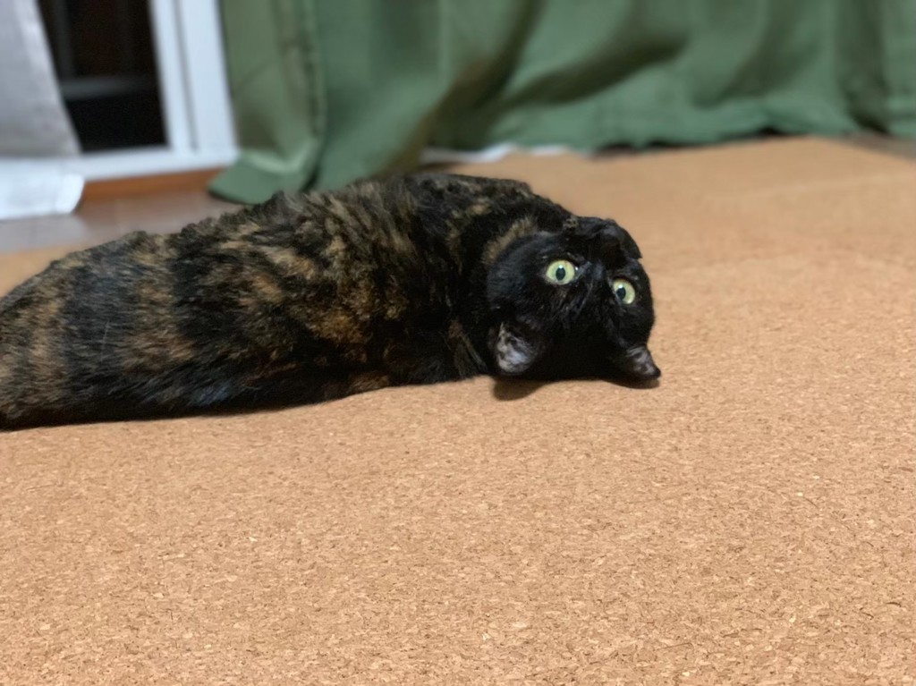 チョコ