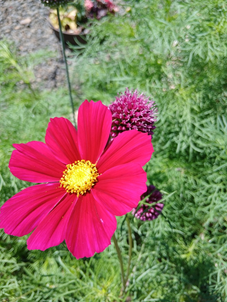 家庭菜園初心者