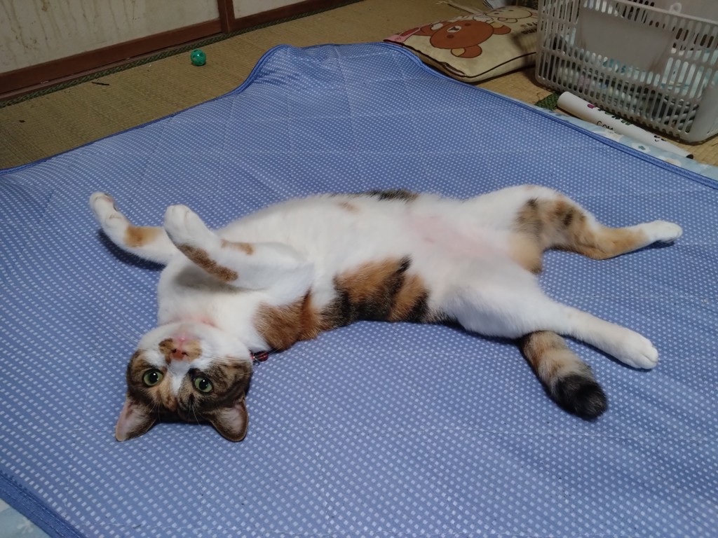 マナミ