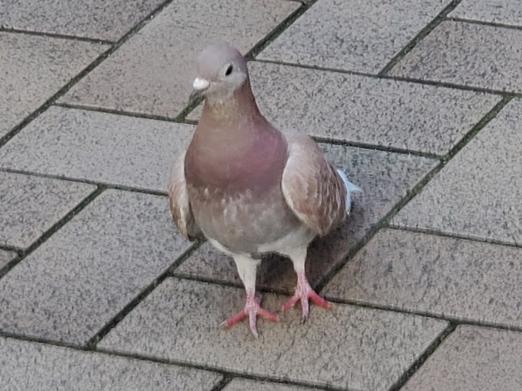 meg