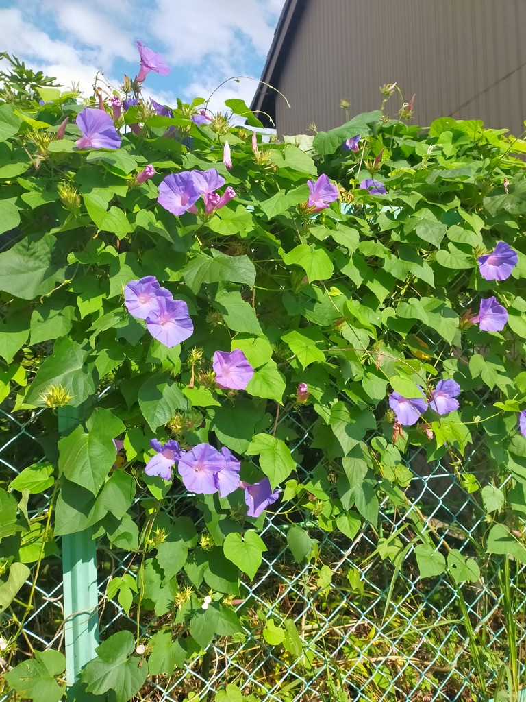 ユーザーアイコン