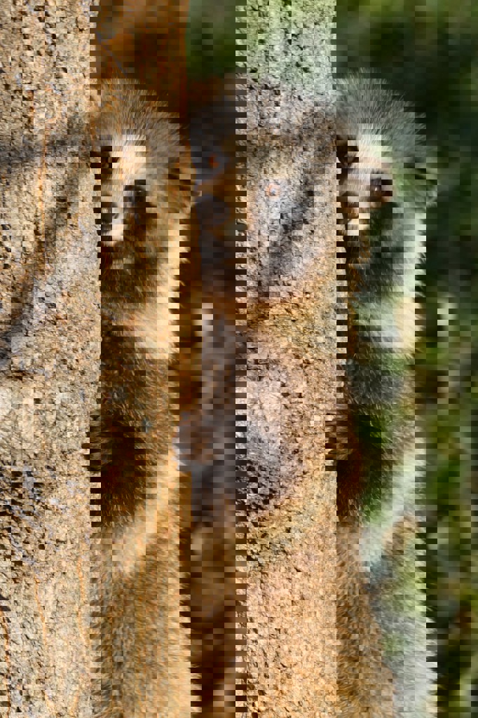 ぽんた