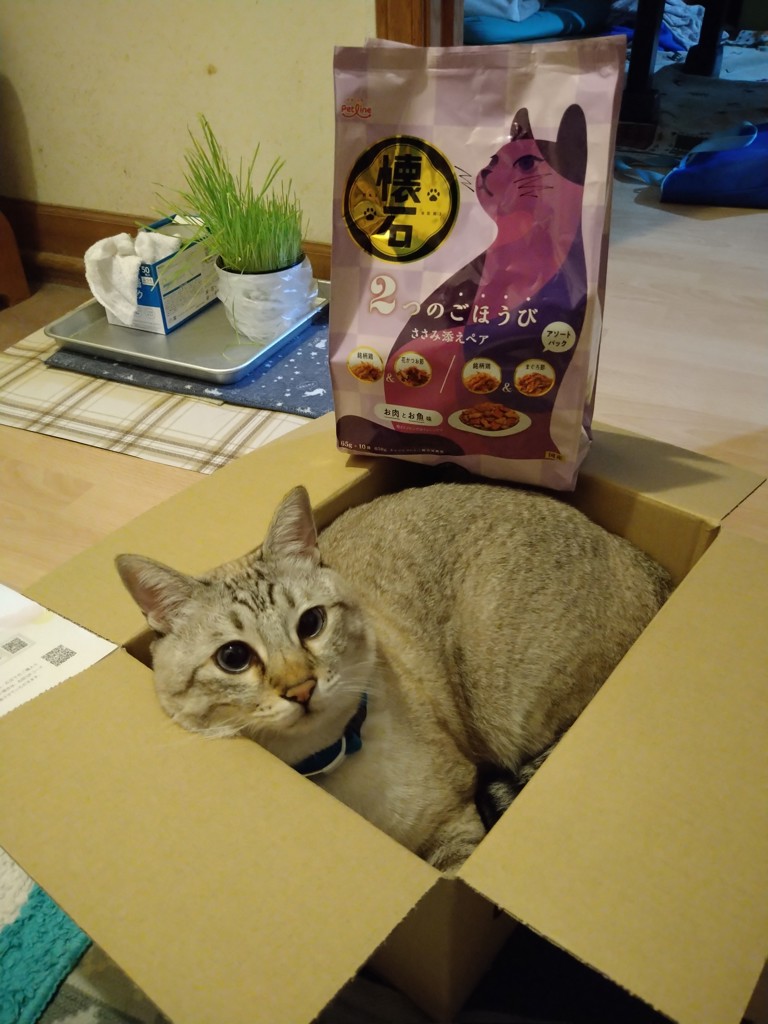 ダンボの母