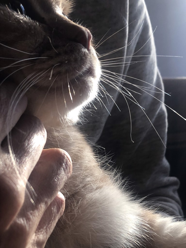 Dulton Online Shop Dtn Boa Fleece Beige L L Beige その他