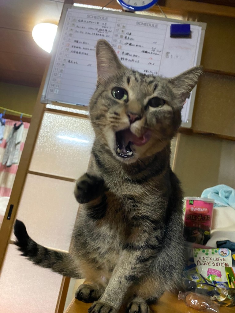 ココ