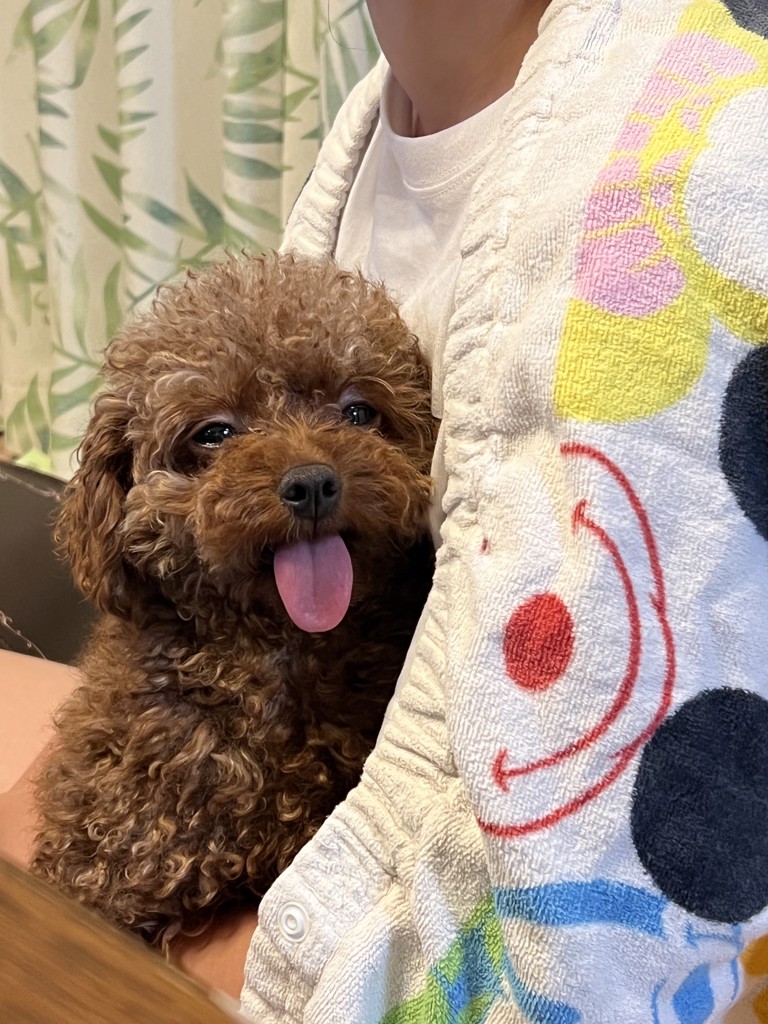 ロイヤルカナン プロフェッショナル ミニ パピー 15kg ミニ パピー (小型 子犬用 ドライ） | Royal Canin JP