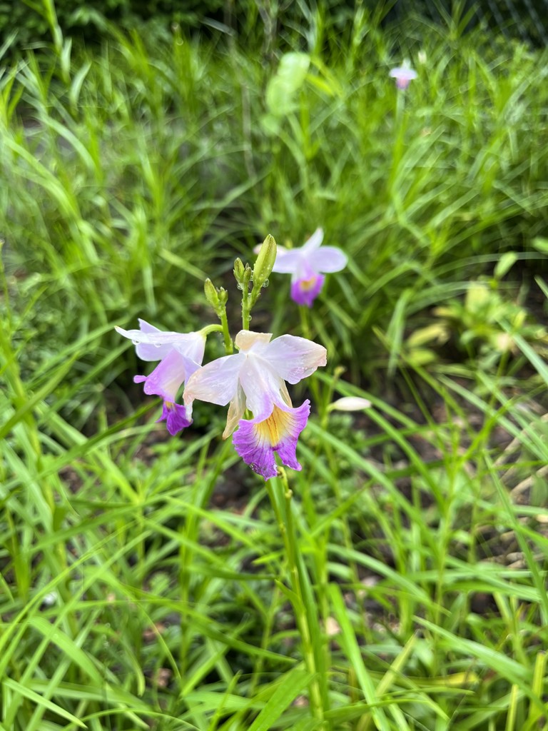 エッセンシャルバーム: 美容・健康LAVA公式オンラインストアLapre