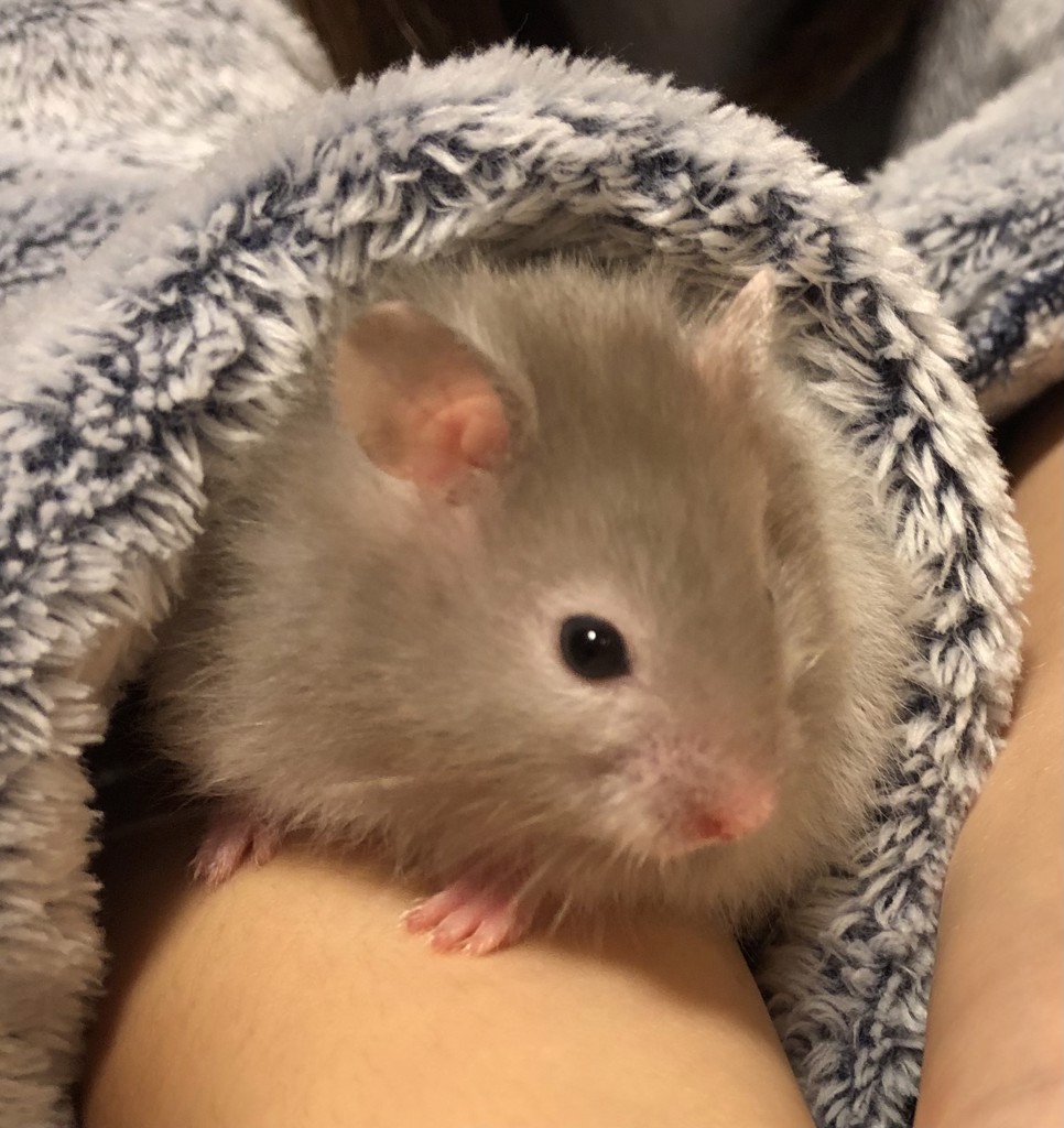 ユーザーアイコン