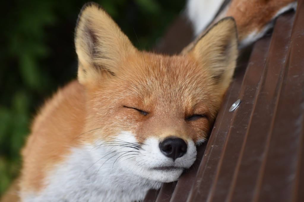 ひさ
