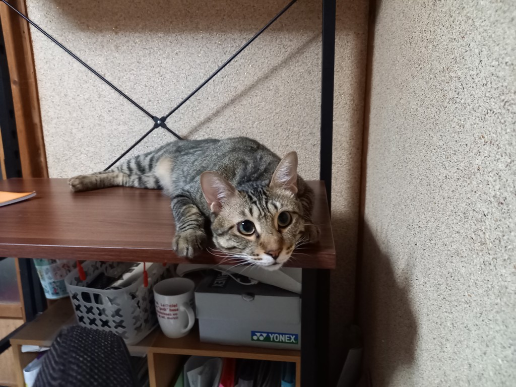 コタローママ