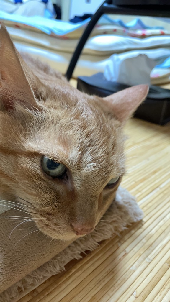 チャピ