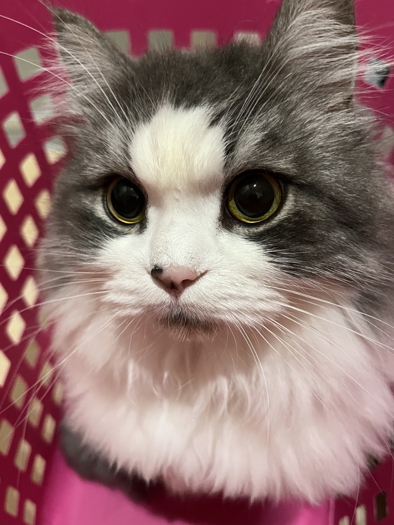 Leo