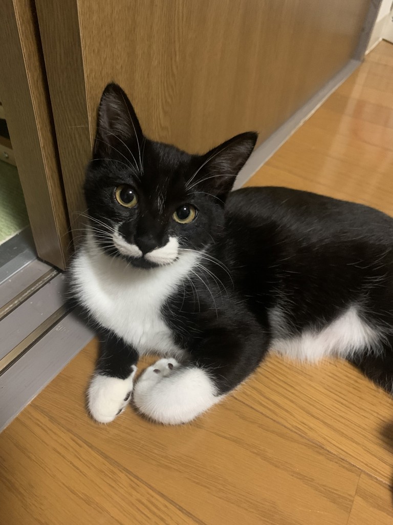 ささこ
