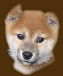 安芸ラブ