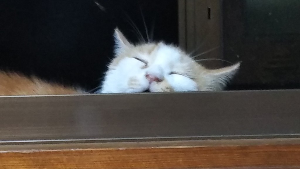 どらねこながの