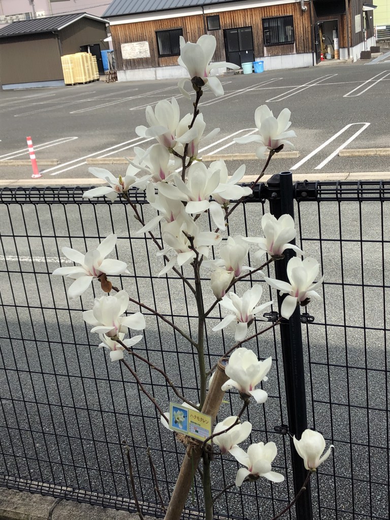 ゆーりー
