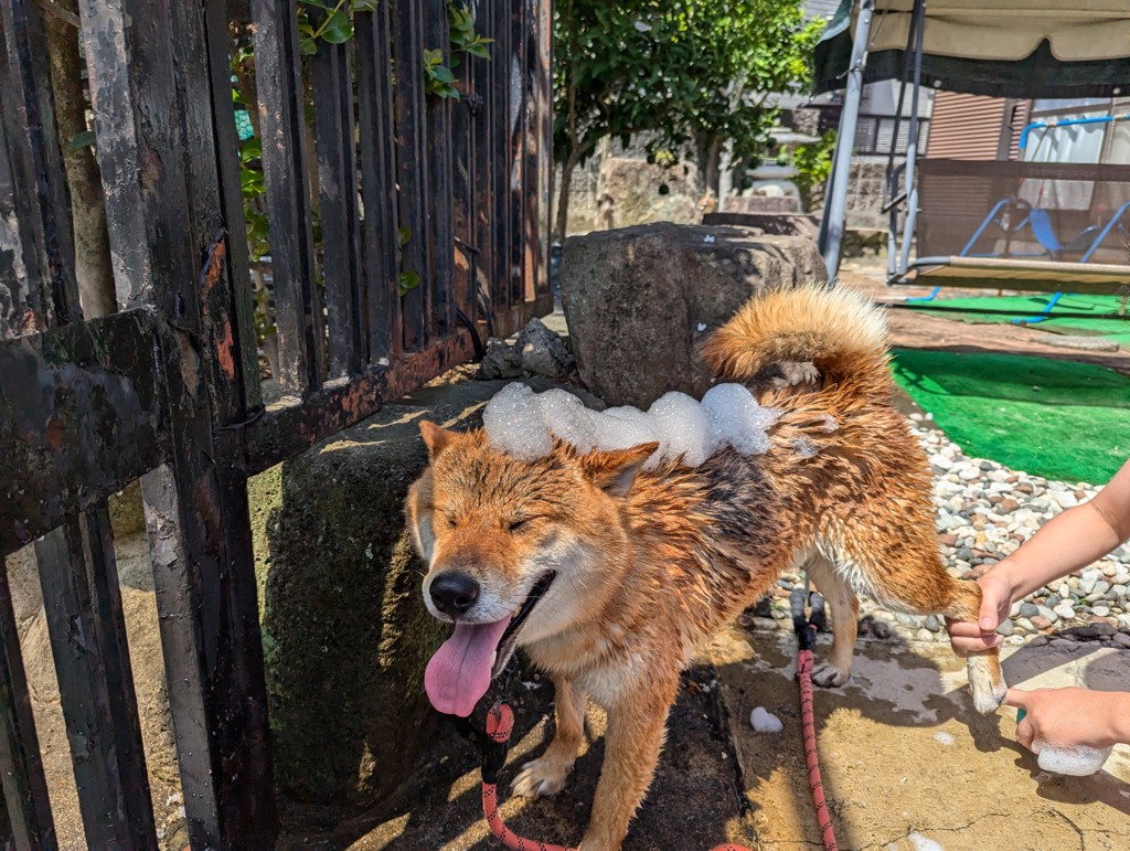 りょんりょん