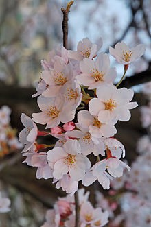 まめ