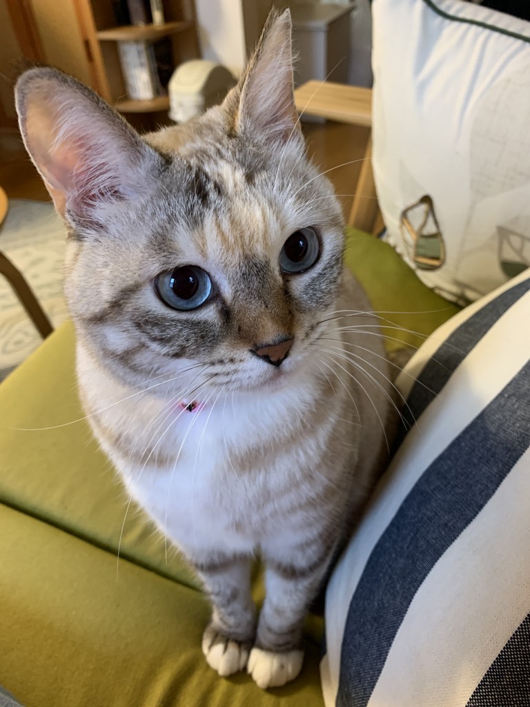 ジュディ