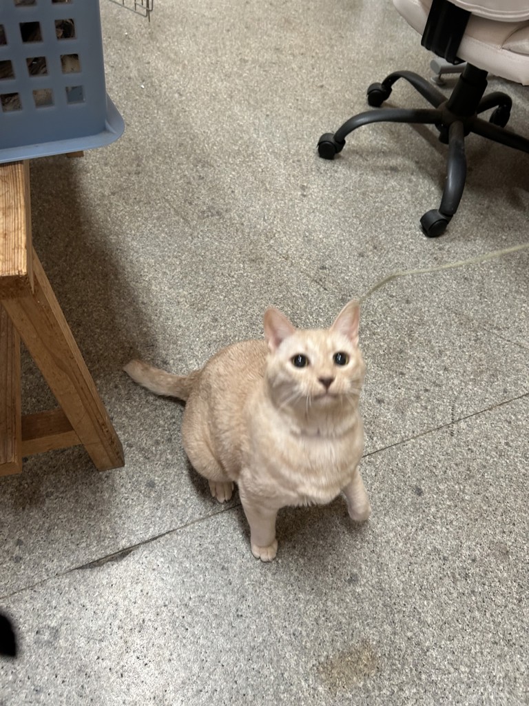 ピンク