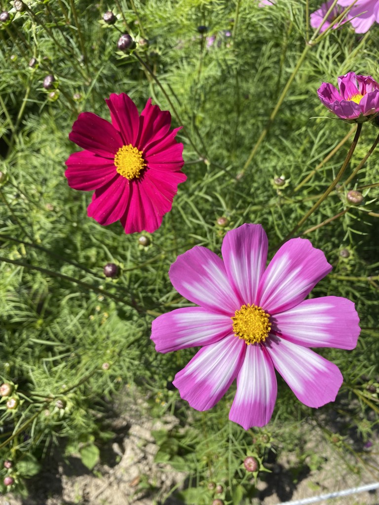 ユーザーアイコン