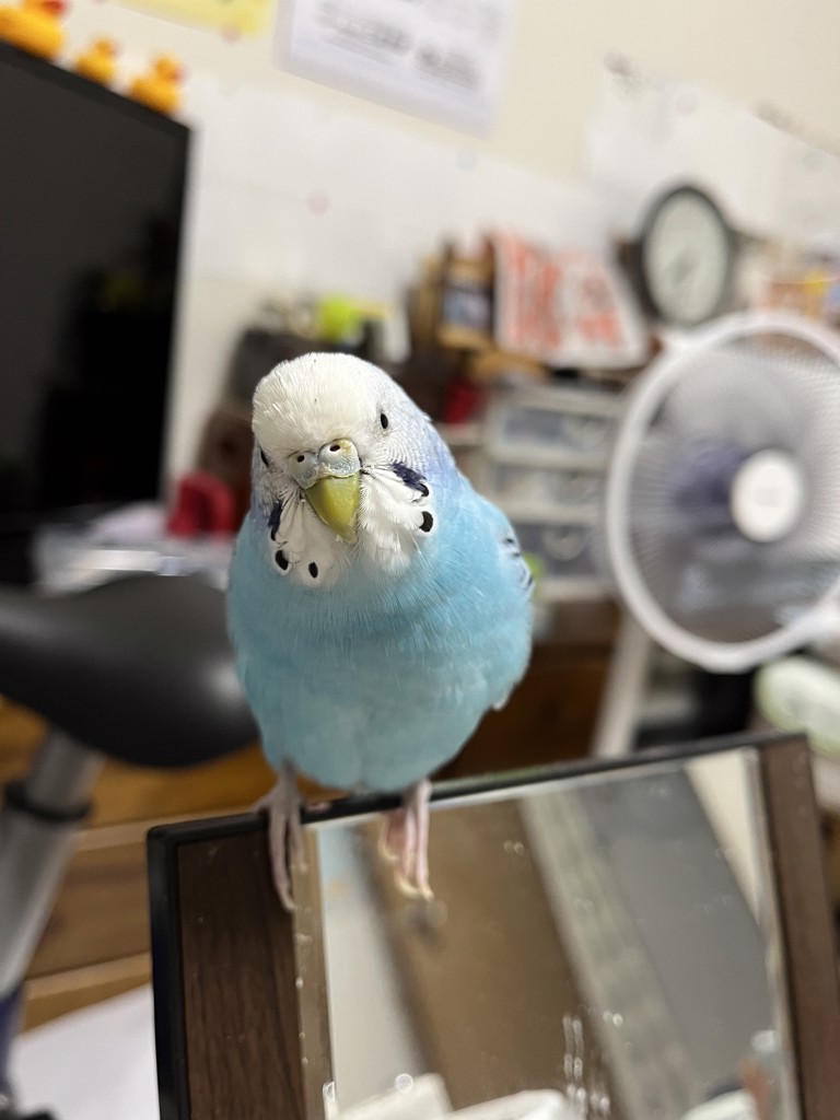 セレナイト丸皿 8cm(ﾓﾛｯｺ): 『岩座(いわくら)』公式通販