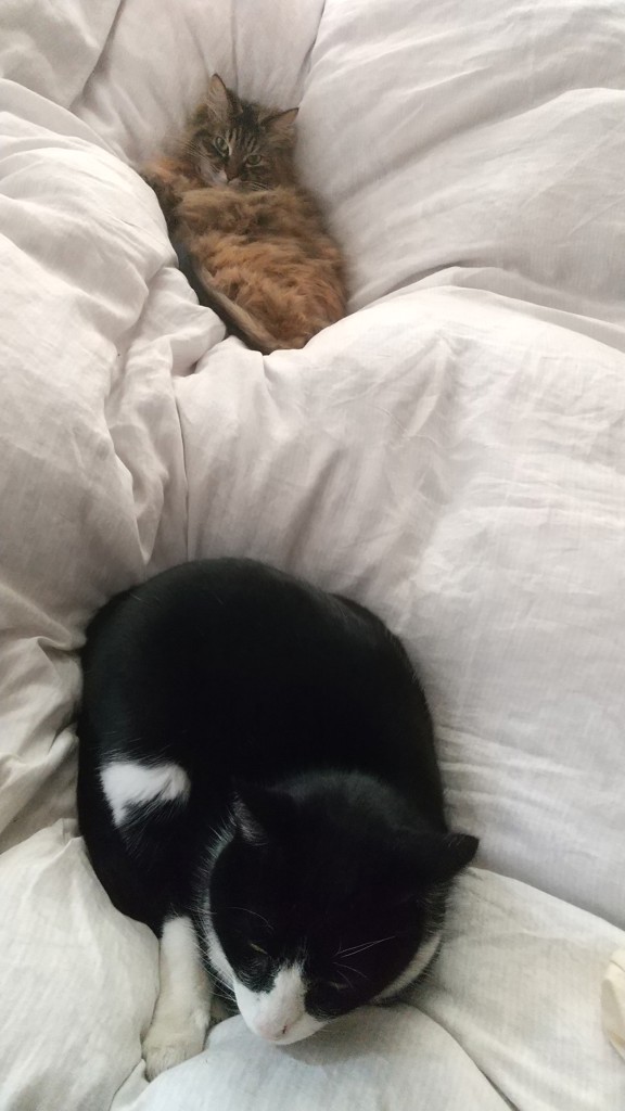 きっしーず