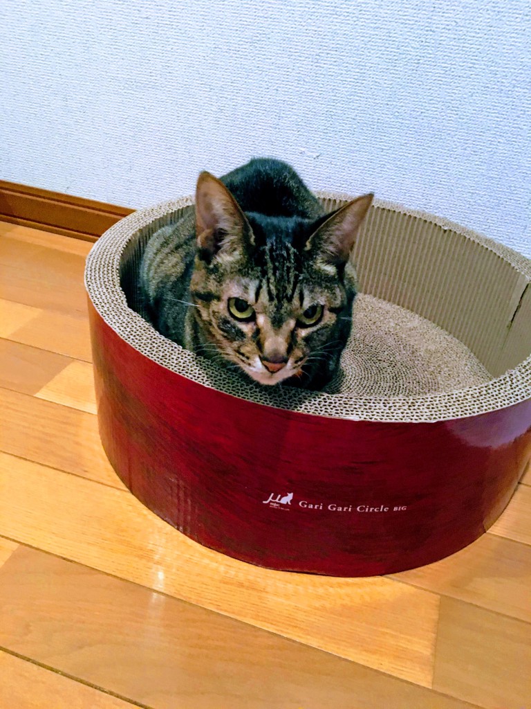 なおちゃん