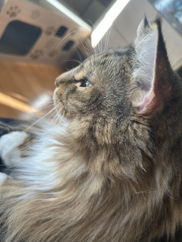 おてんばねこ