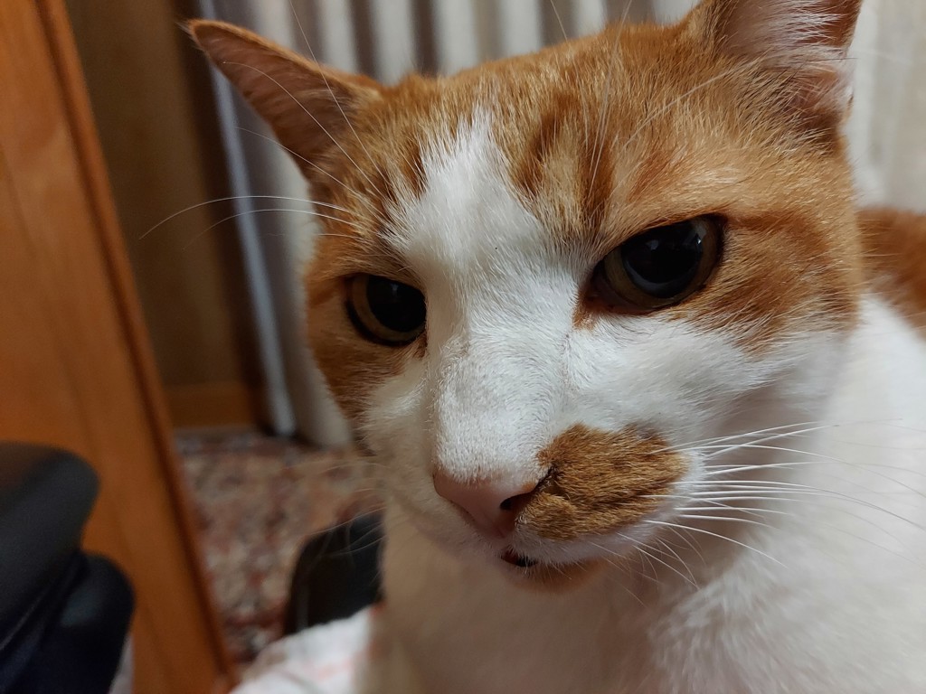 ばけちゃん